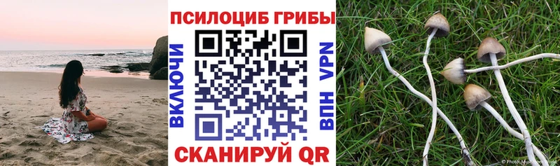 Псилоцибиновые грибы мицелий  Кувшиново 